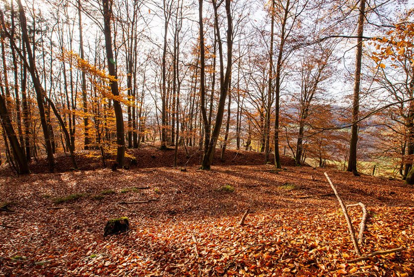 Burg am Backofen, Vöhl, Germany, Germany